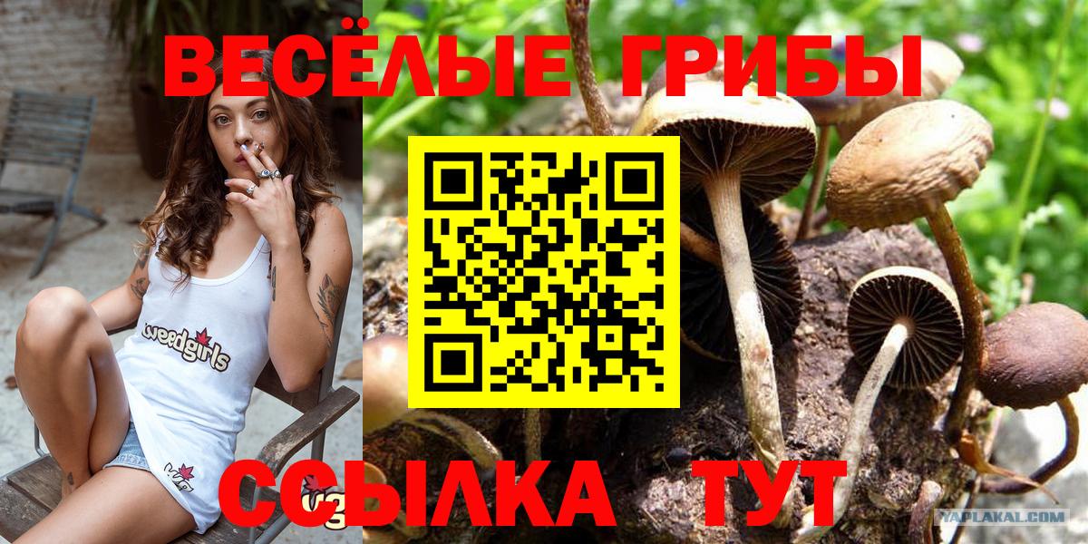 купить наркоту  Вход с VPN  Пыть-Ях  Галлюциногенные грибы Psilocybe 